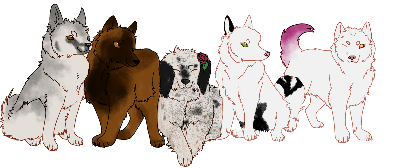 Wide shot of five huskies sitting and standing
