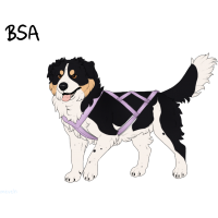 Thumbnail for ADOPT-BH-364