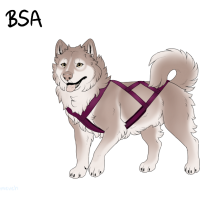 ADOPT-BH-366