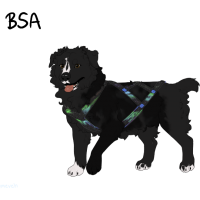 Thumbnail for ADOPT-BH-436