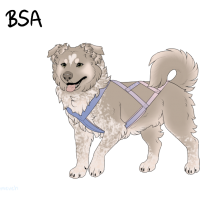 Thumbnail for ADOPT-BH-448