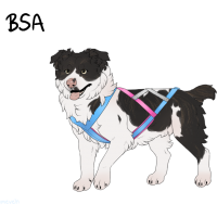 Thumbnail for ADOPT-BH-355